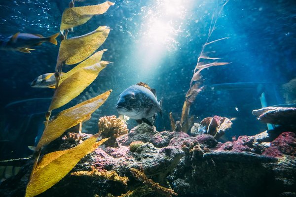 Come integrare un acquario in salotto per un tocco zen senza alterare l'armonia degli spazi?