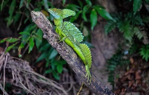 Come allestire un terrario per un rettile?